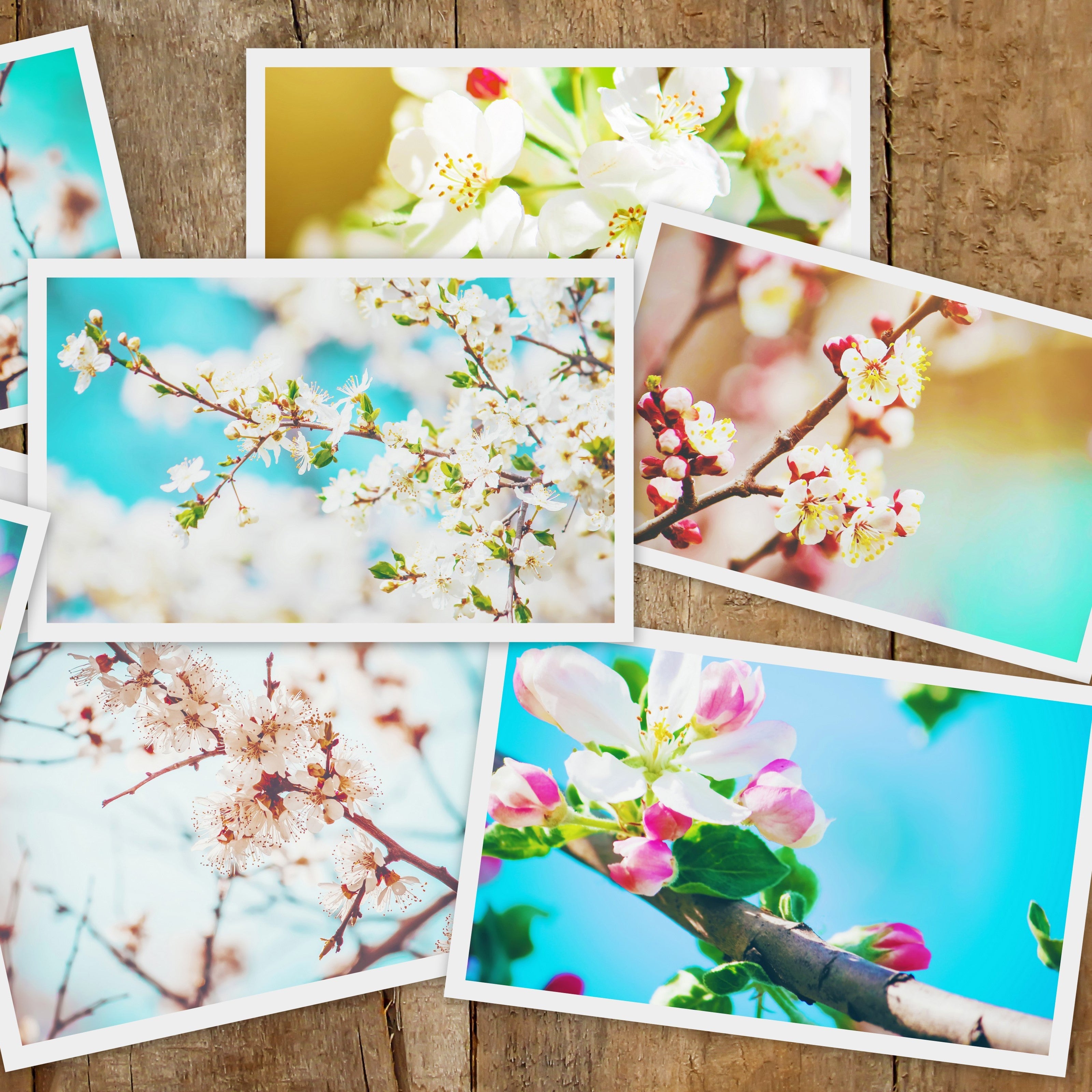 Flowering Cherry Trees – Barely Rooted