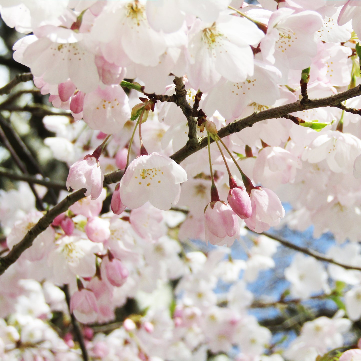 Akebono Cherry Tree