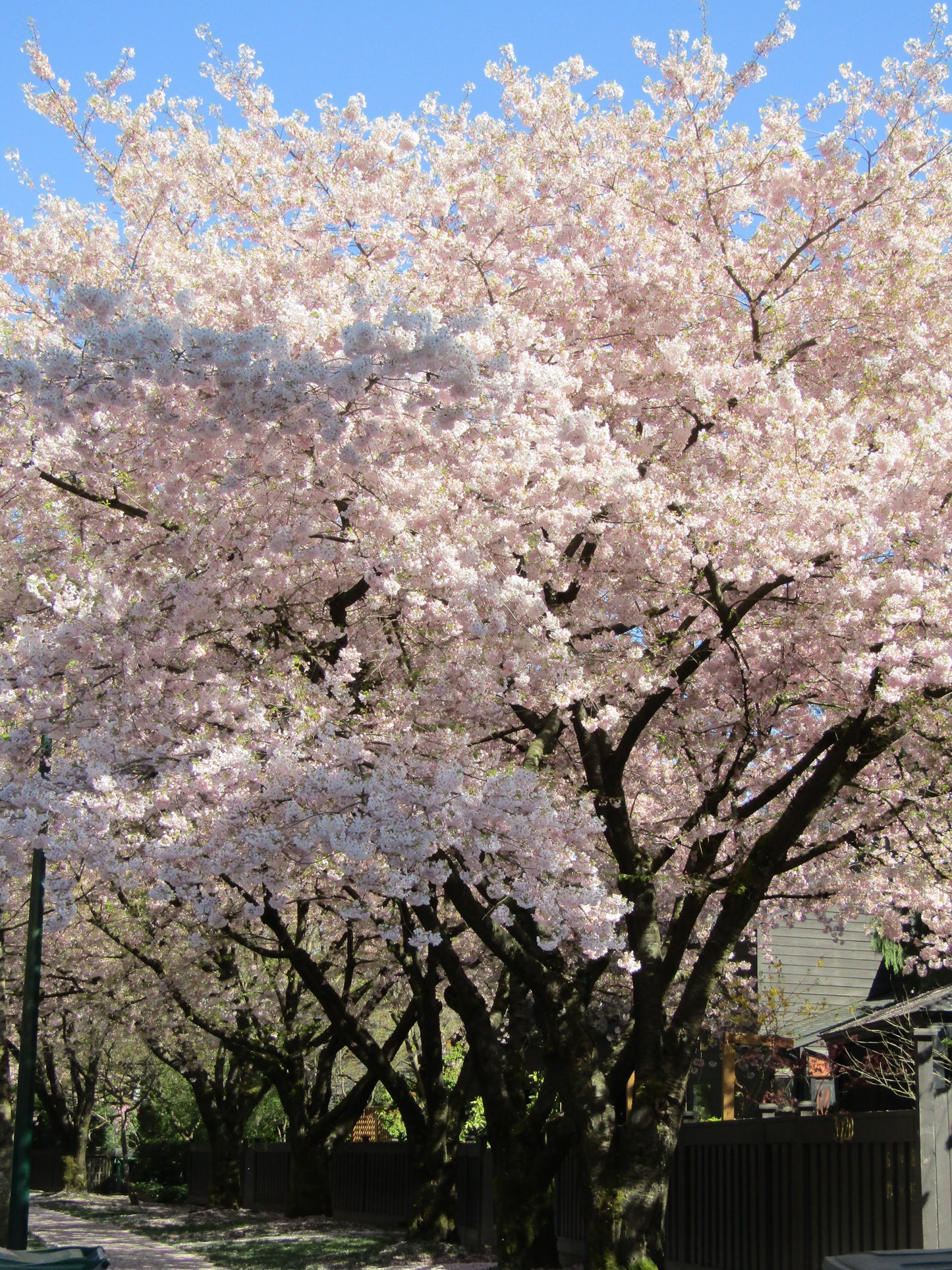 Akebono Cherry Tree