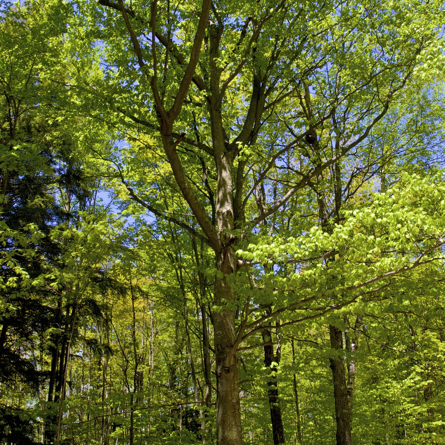 American Beech Tree - Shade Tree - Buy Online at Barely Rooted