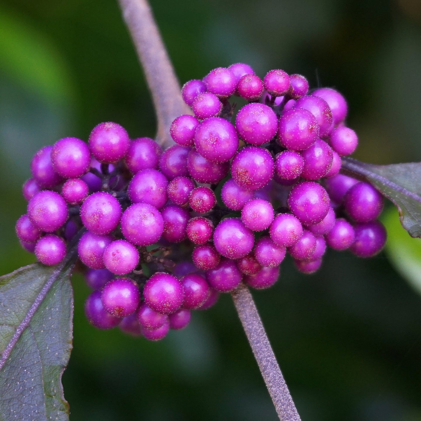 American Beautyberry Bush - Flowering Shrub - Buy Online at Barely Rooted