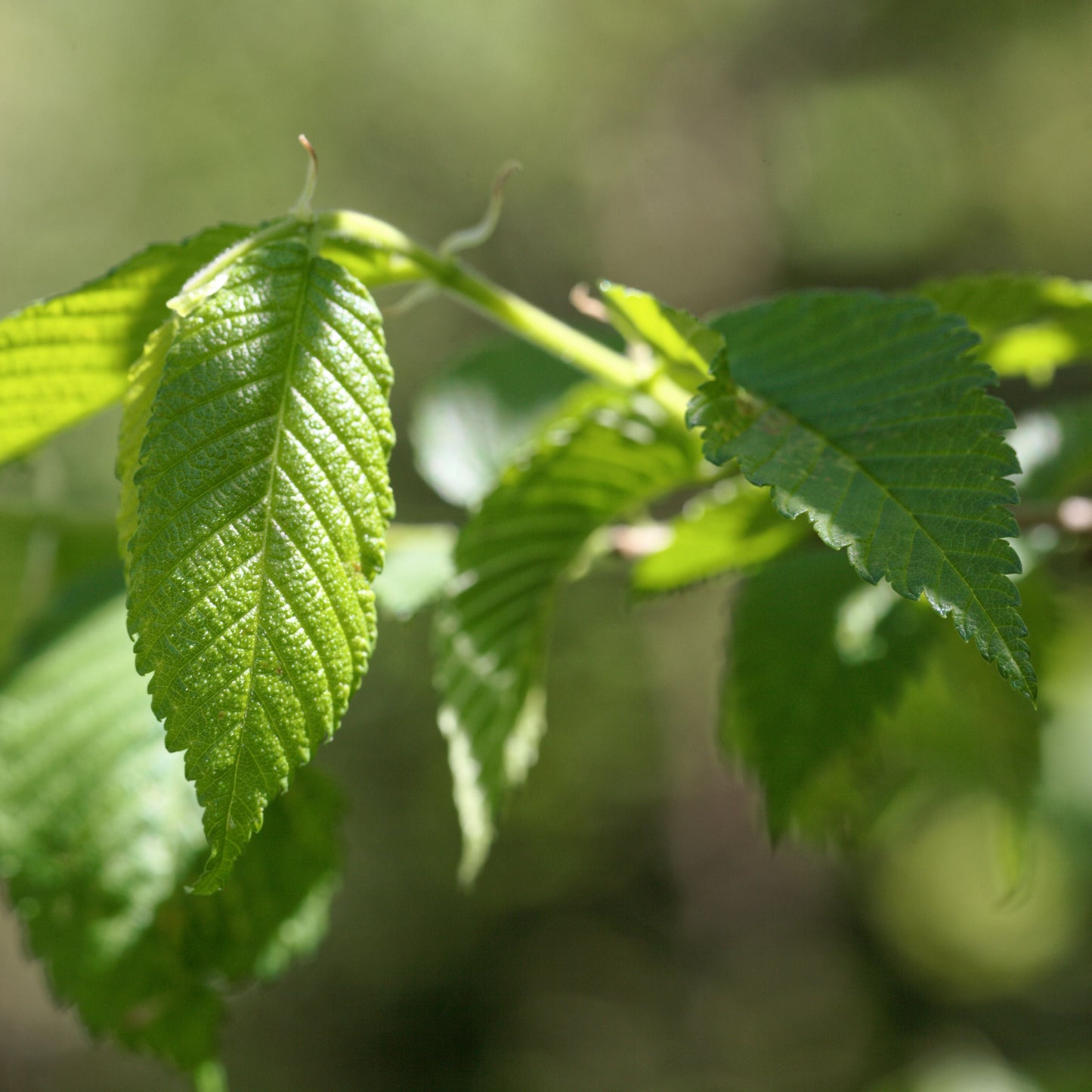 American Elm Tree