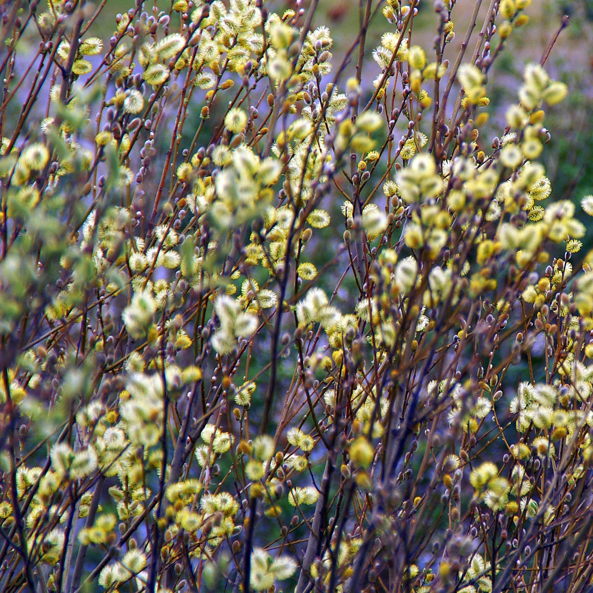 American Willow Tree - Flowering Shrub - Buy Online at Barely Rooted