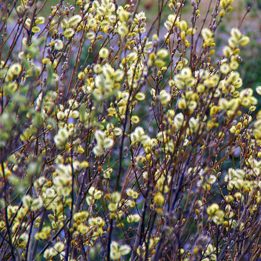 American Willow Tree - Flowering Shrub - Buy Online at Barely Rooted