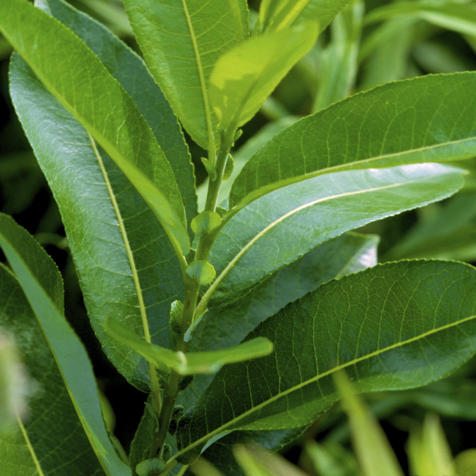 American Willow Tree - Flowering Shrub - Buy Online at Barely Rooted