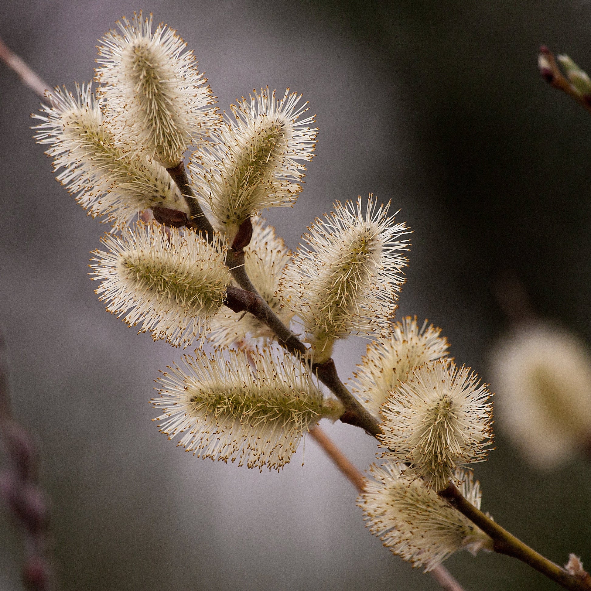 American Willow Tree - Flowering Shrub - Buy Online at Barely Rooted