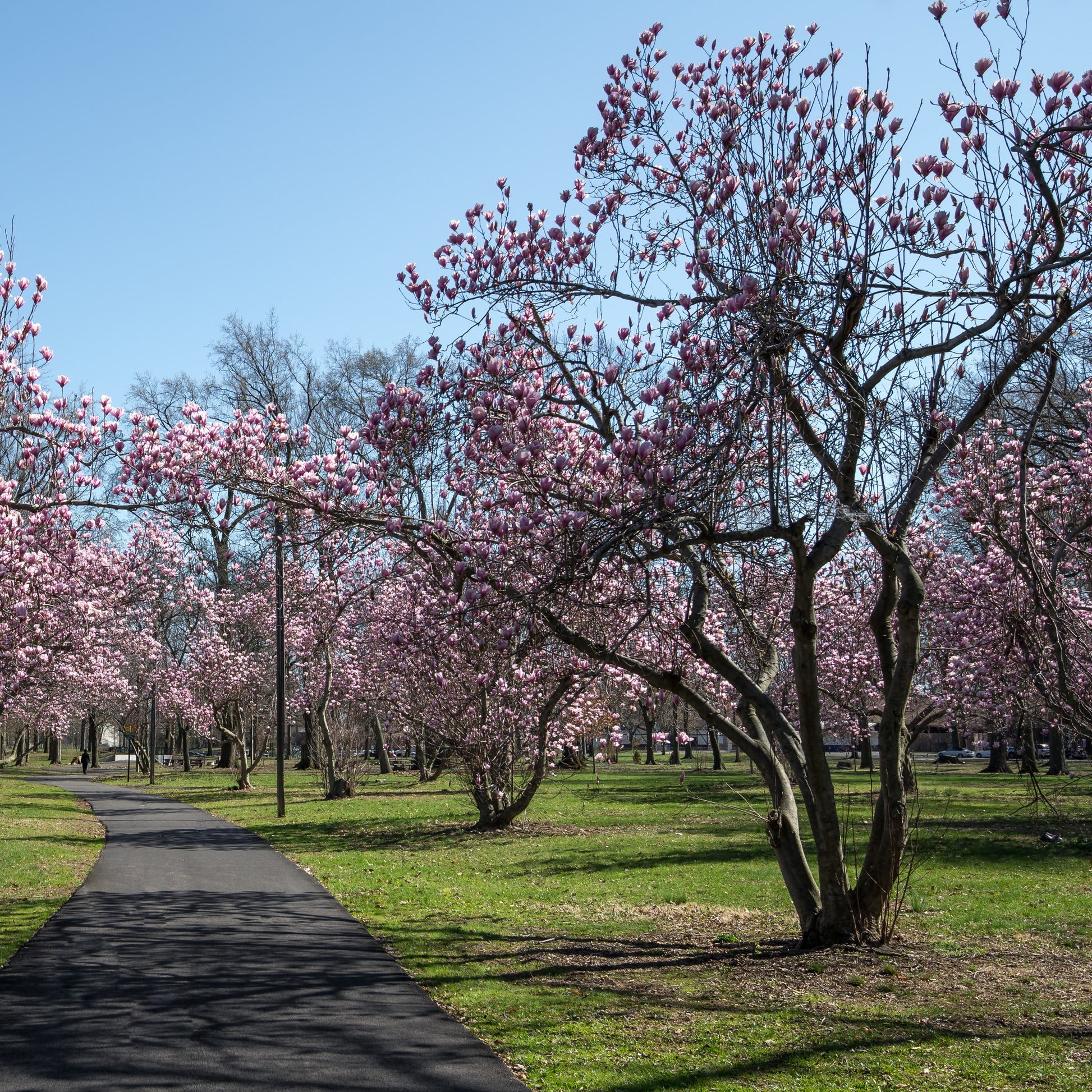 Ann Magnolia Tree - Flowering Shrub - Buy Online at Barely Rooted