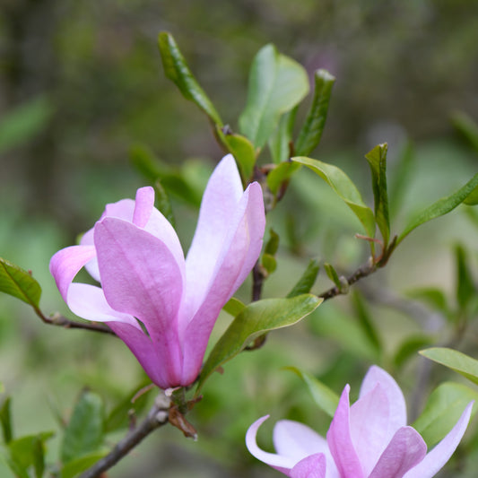 Ann Magnolia Tree - Flowering Shrub - Buy Online at Barely Rooted