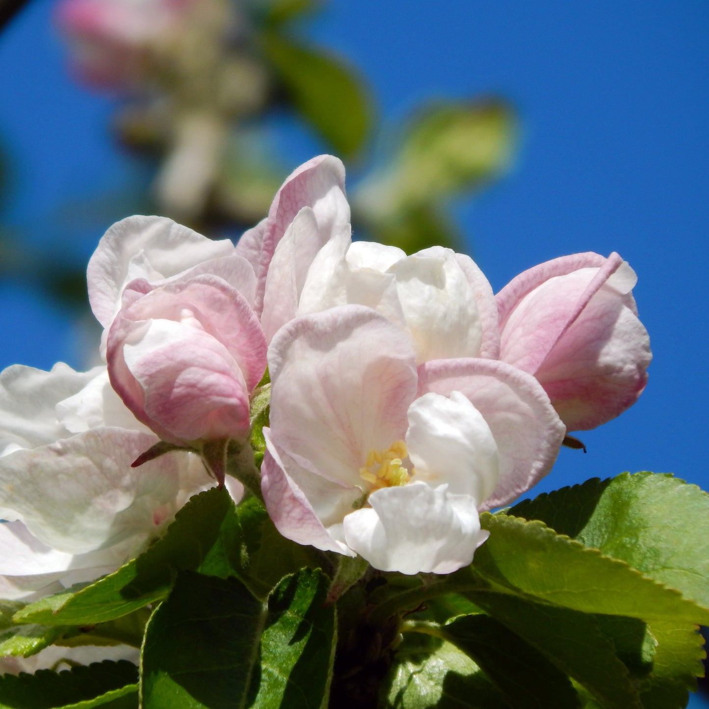 Fireside Apple Tree - Fruit Tree - Buy Online at Barely Rooted