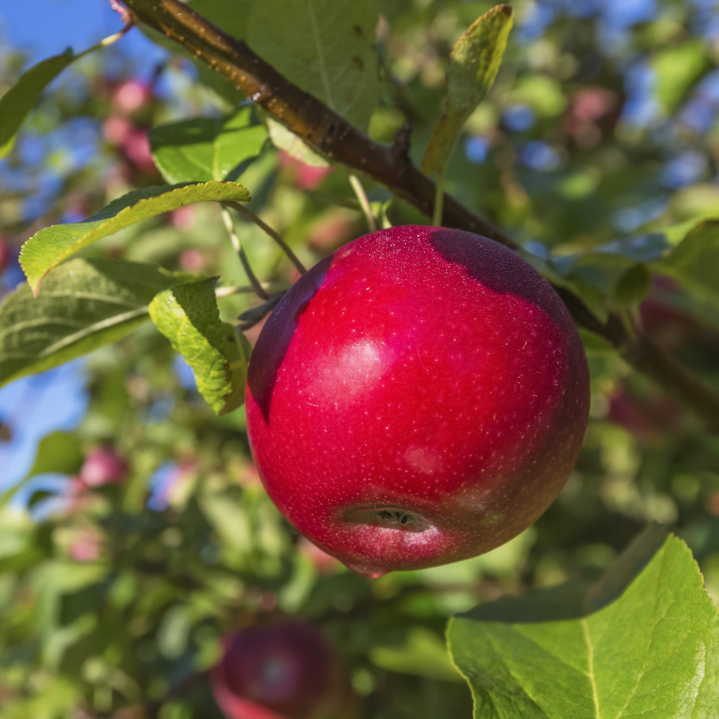 Fireside Apple Tree