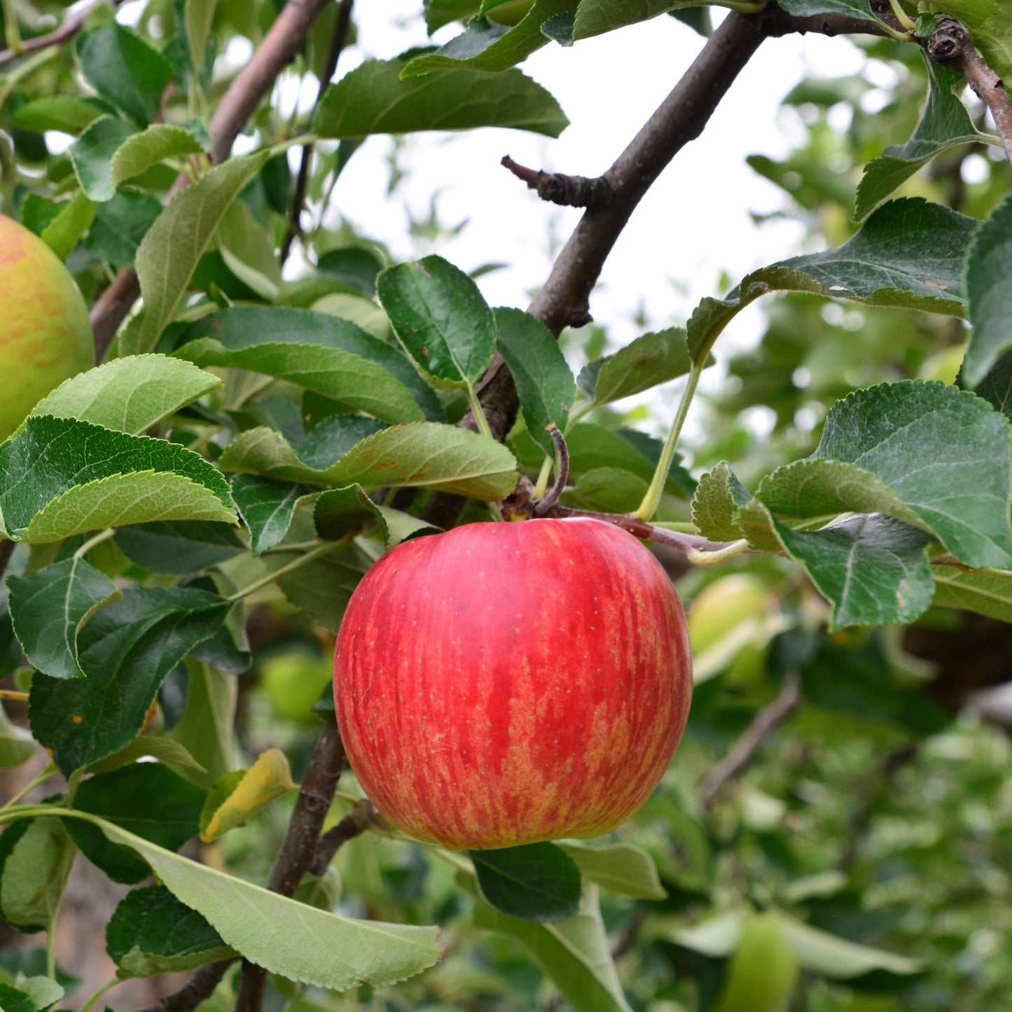 Honey Crisp Apple Tree - Fruit Tree - Buy Online at Barely Rooted
