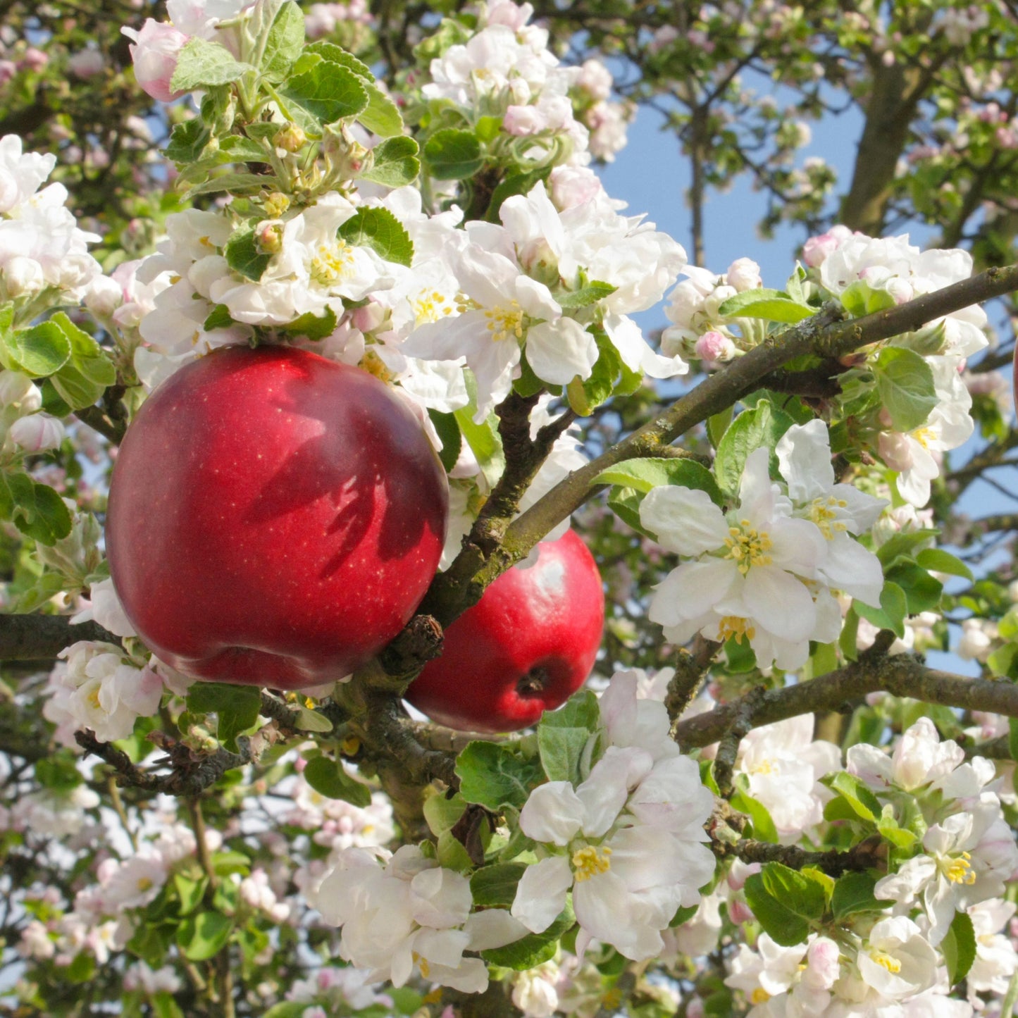 Stayman Winesap Apple