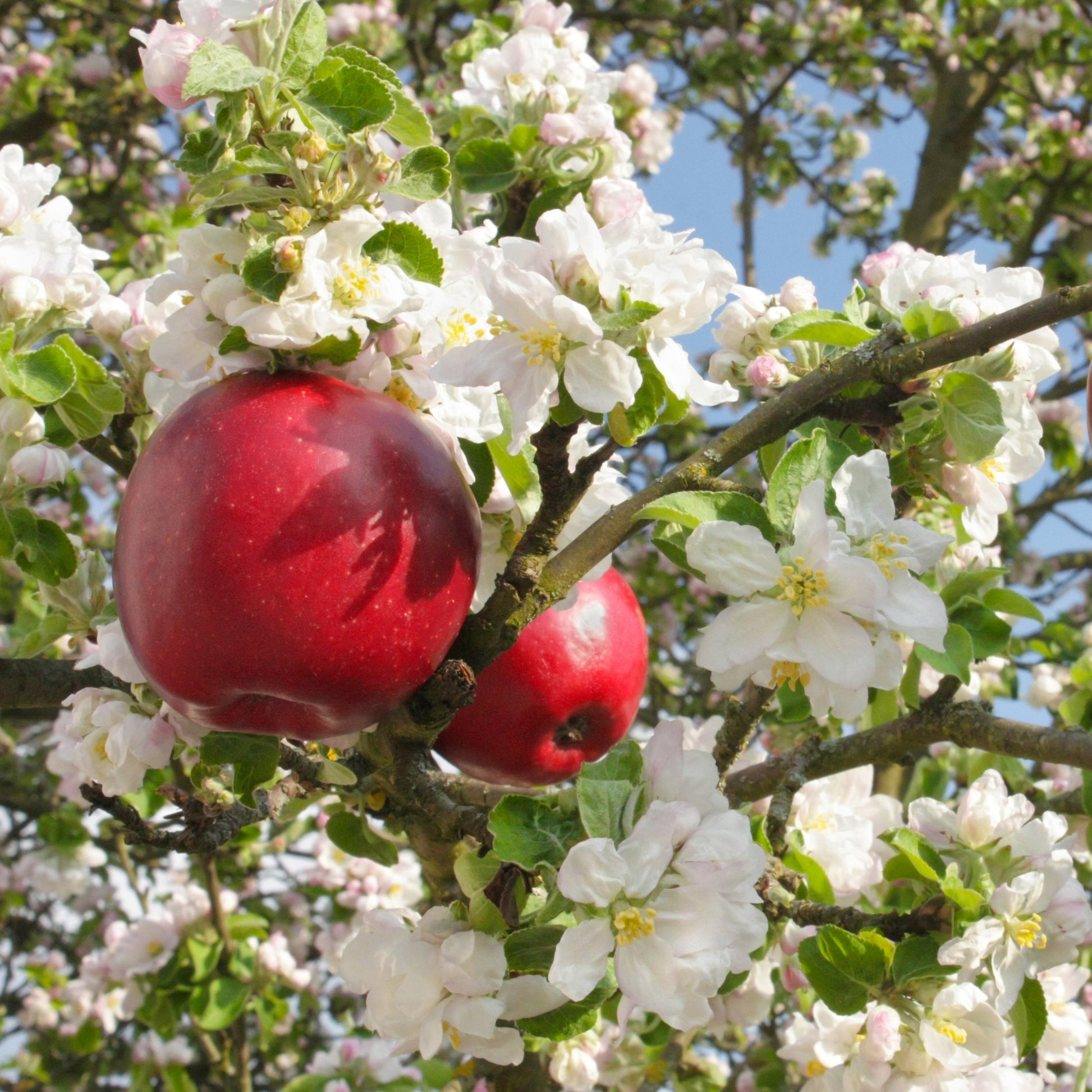 Stayman Winesap Apple - Fruit Tree - Buy Online at Barely Rooted