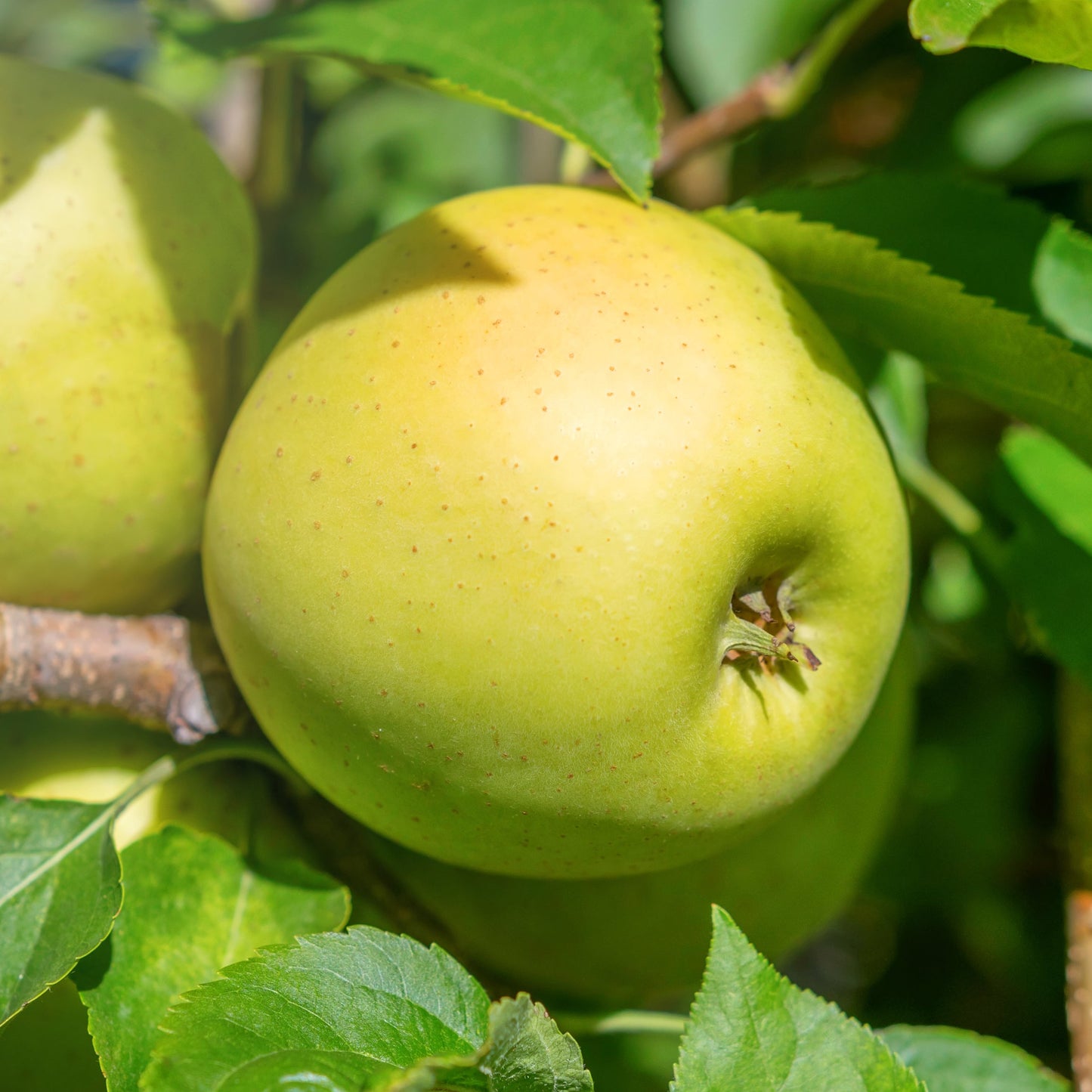 Yellow Delicious Apple Tree