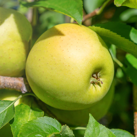 Yellow Delicious Apple Tree - Fruit Tree - Buy Online at Barely Rooted