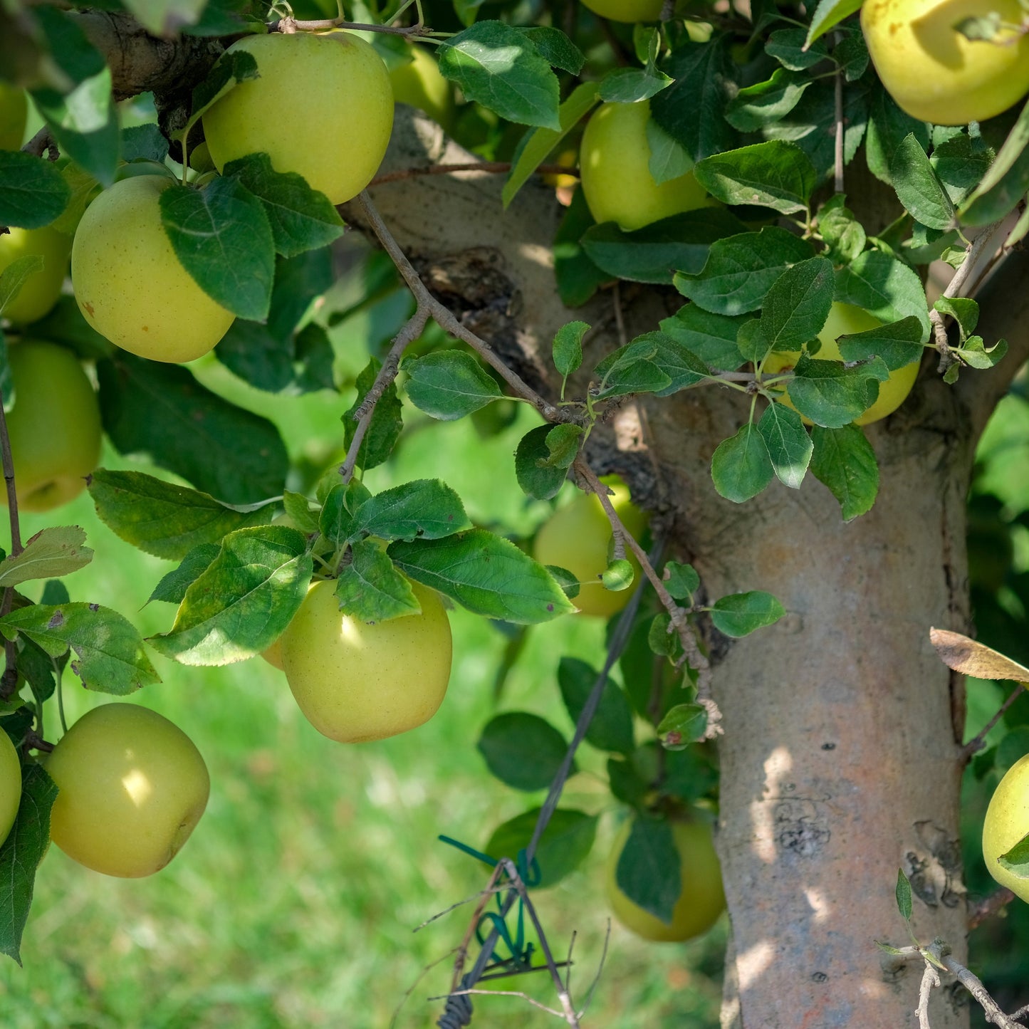 Yellow Delicious Apple Tree
