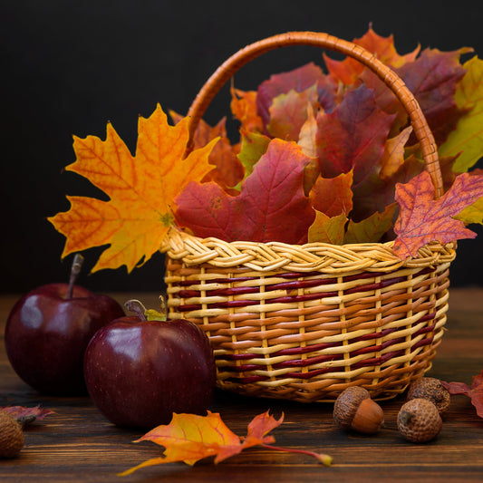 Arkansas Black Apple - Fruit Tree - Buy Online at Barely Rooted