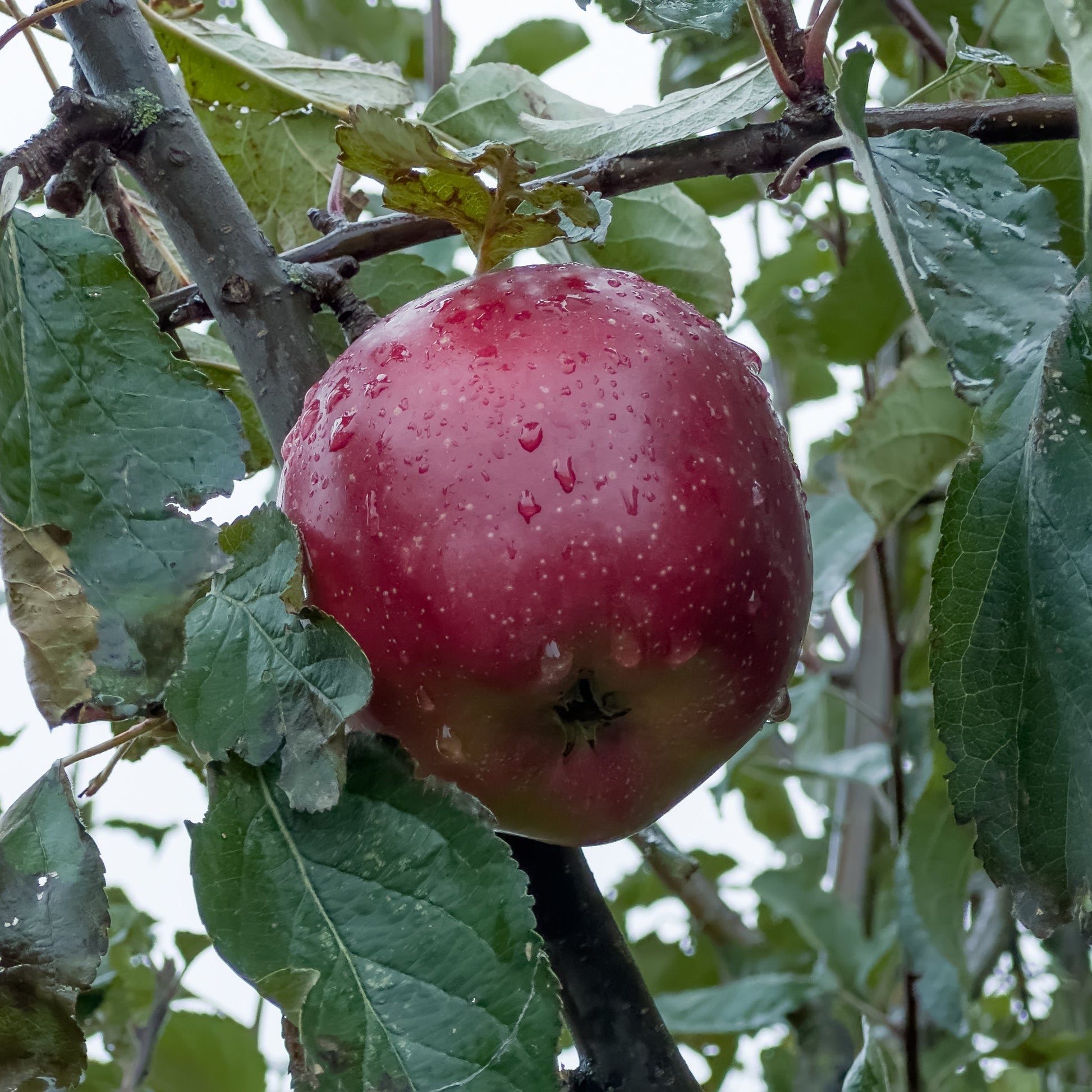Arkansas Black Apple - Fruit Tree - Buy Online at Barely Rooted