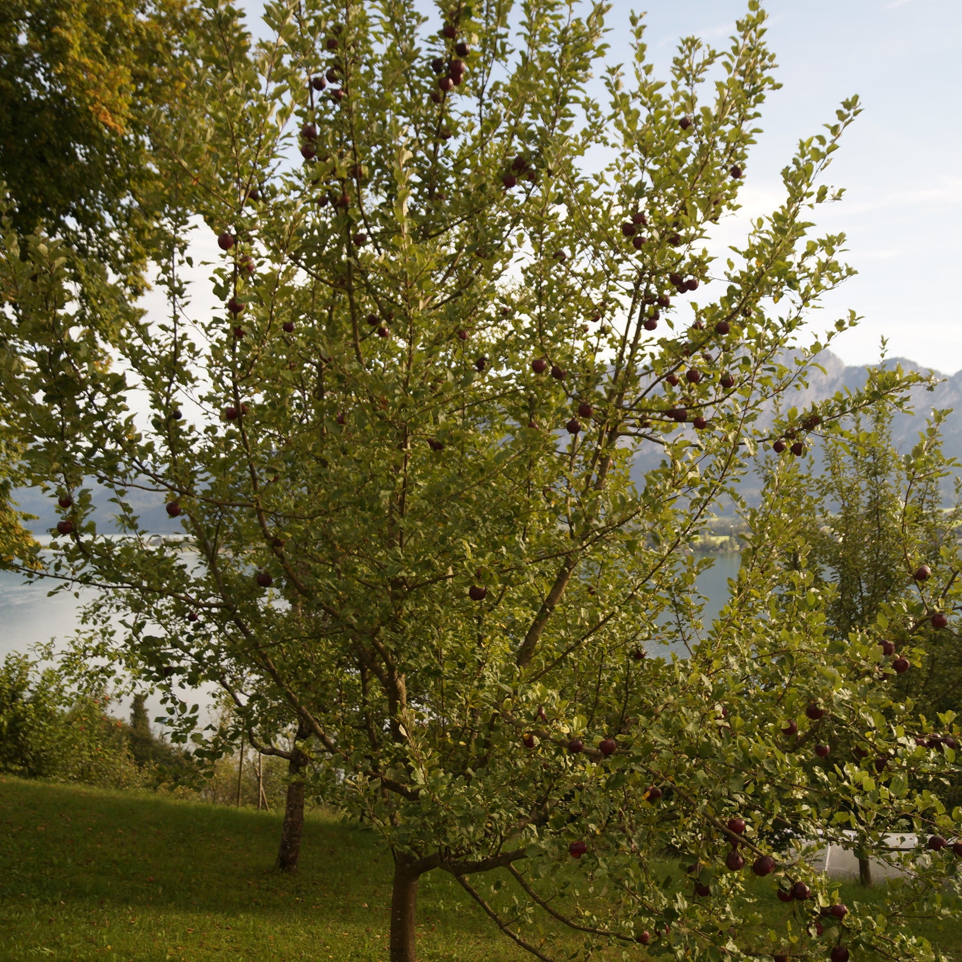 Arkansas Black Apple - Fruit Tree - Buy Online at Barely Rooted