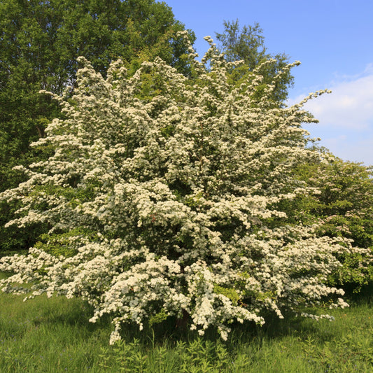 Arnold Hawthorn Tree - Shade/Ornamental Tree - Buy Online at Barely Rooted