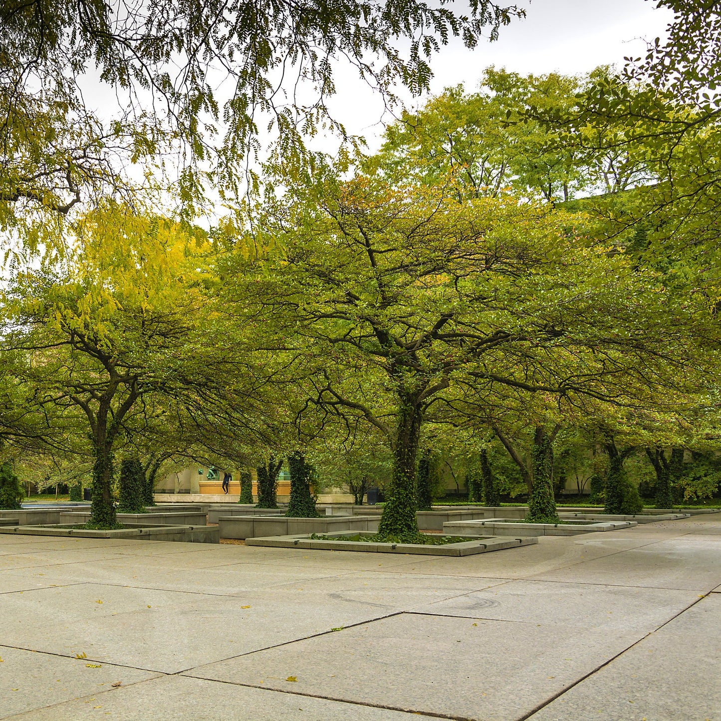 Arnold Hawthorn Tree - Shade/Ornamental Tree - Buy Online at Barely Rooted