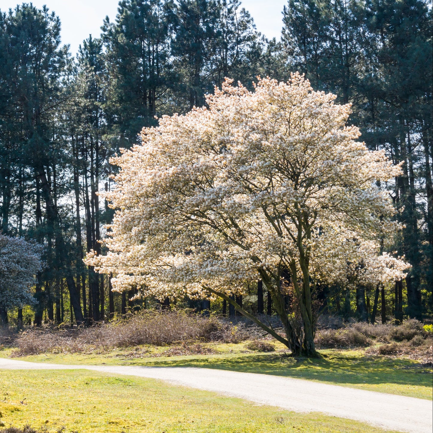 Autumn Brilliance Serviceberry