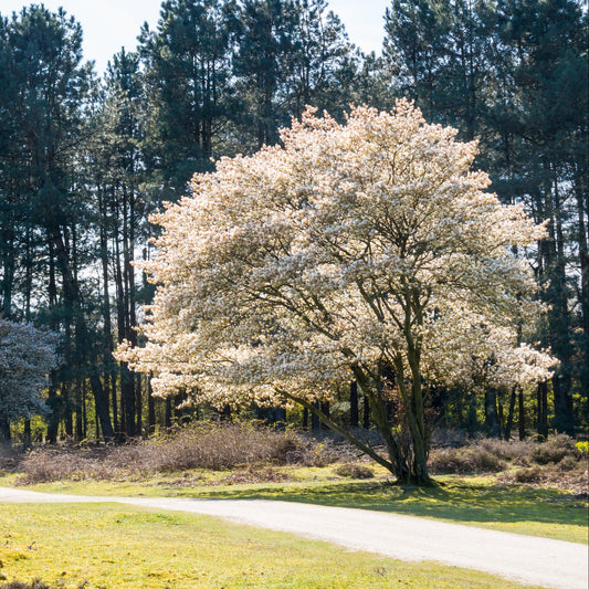 Autumn Brilliance Serviceberry - GTSuper Roots - Buy Online at Barely Rooted