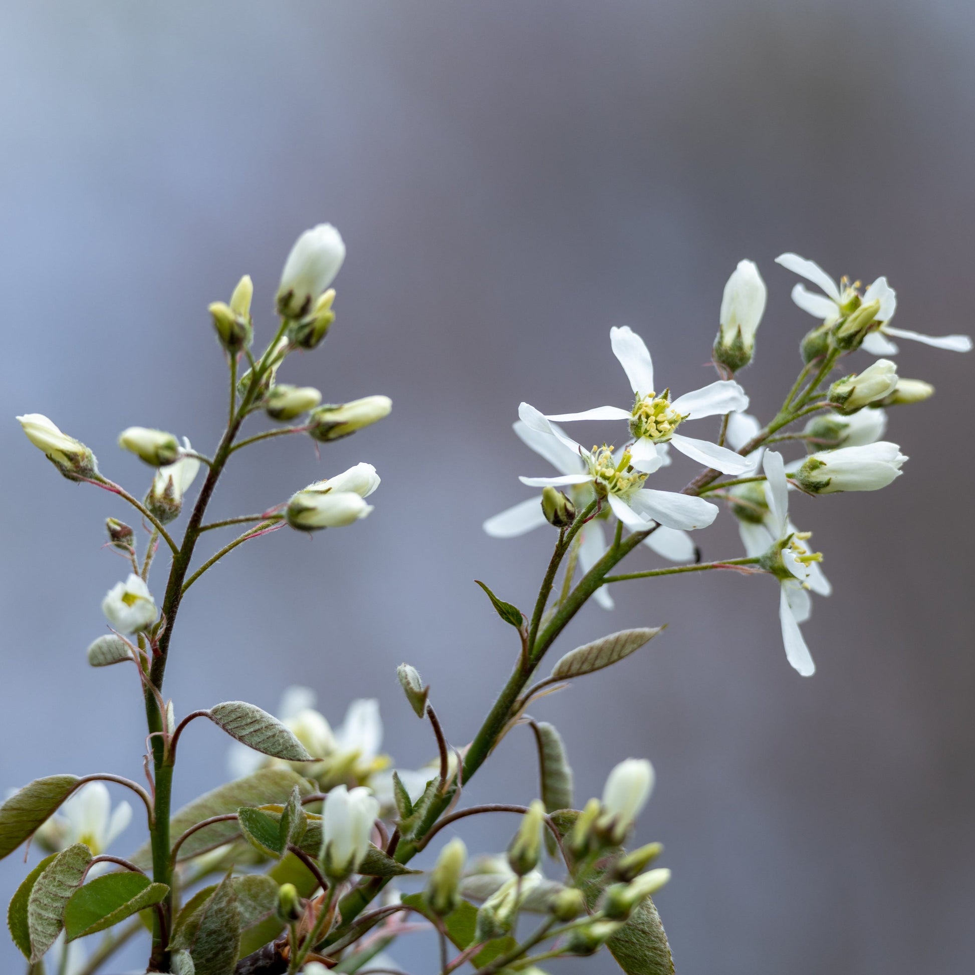 Autumn Brilliance Serviceberry - GTSuper Roots - Buy Online at Barely Rooted