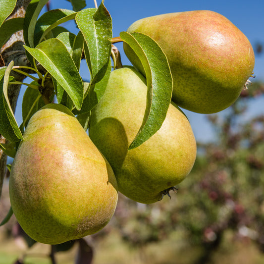 Bartlett Pear Tree - Fruit Tree - Buy Online at Barely Rooted