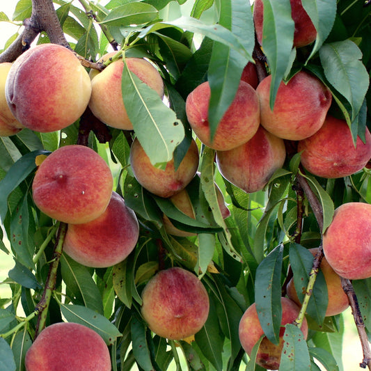 Belle of Georgia Peach Tree - Fruit Tree - Buy Online at Barely Rooted