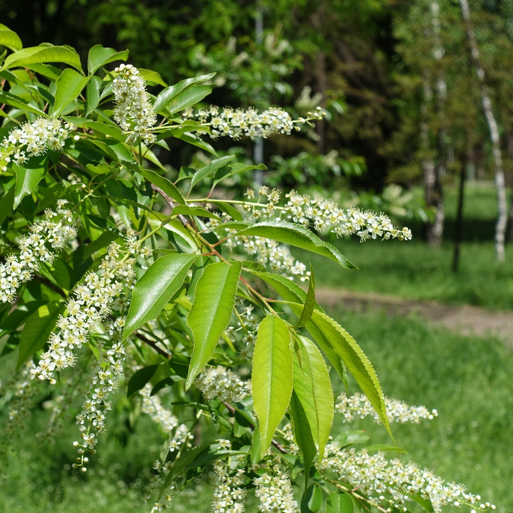 Black Cherry Tree - Flowering Tree - Buy Online at Barely Rooted