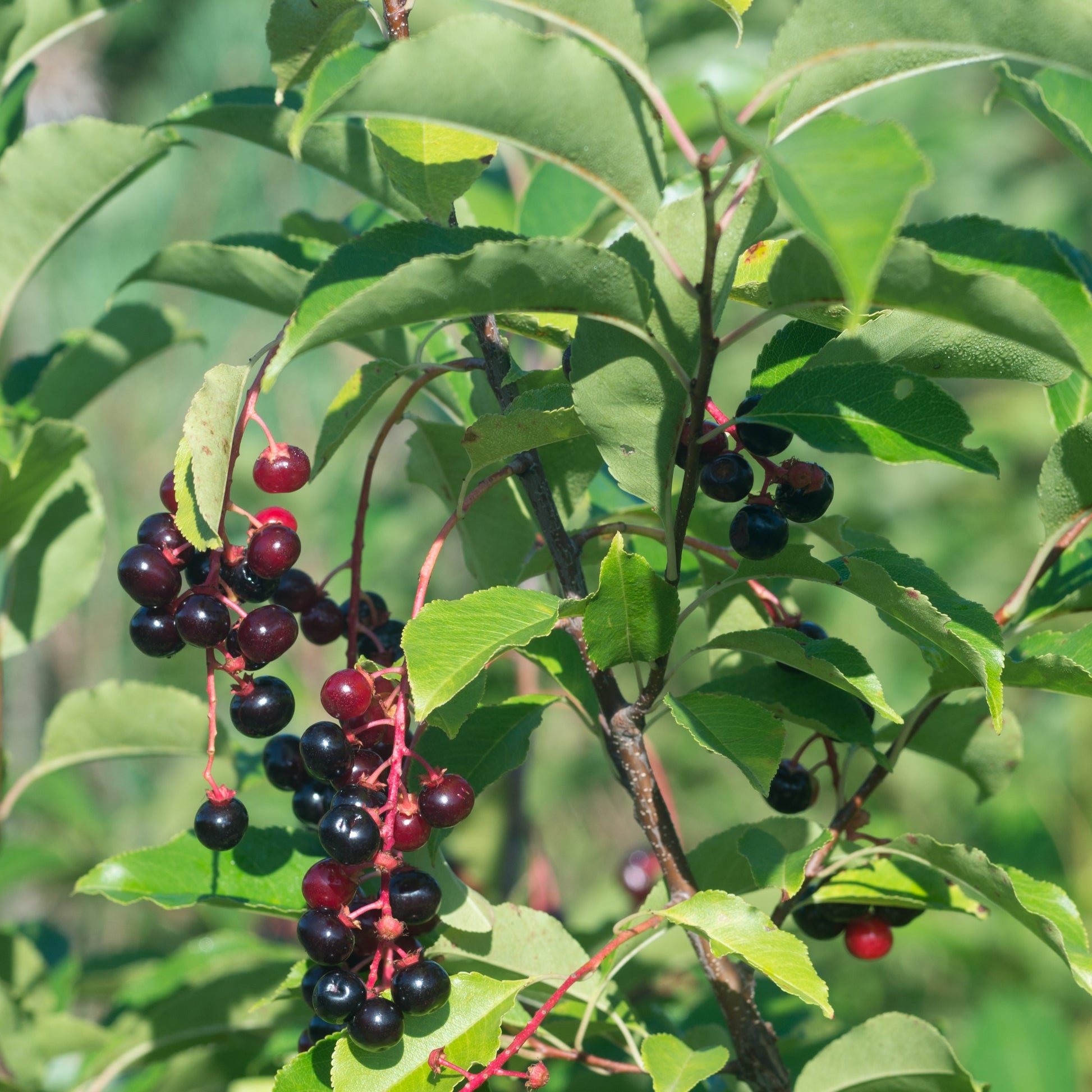 Black Cherry Tree - Flowering Tree - Buy Online at Barely Rooted