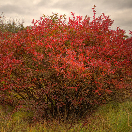 Black Cherry Tree - Flowering Tree - Buy Online at Barely Rooted