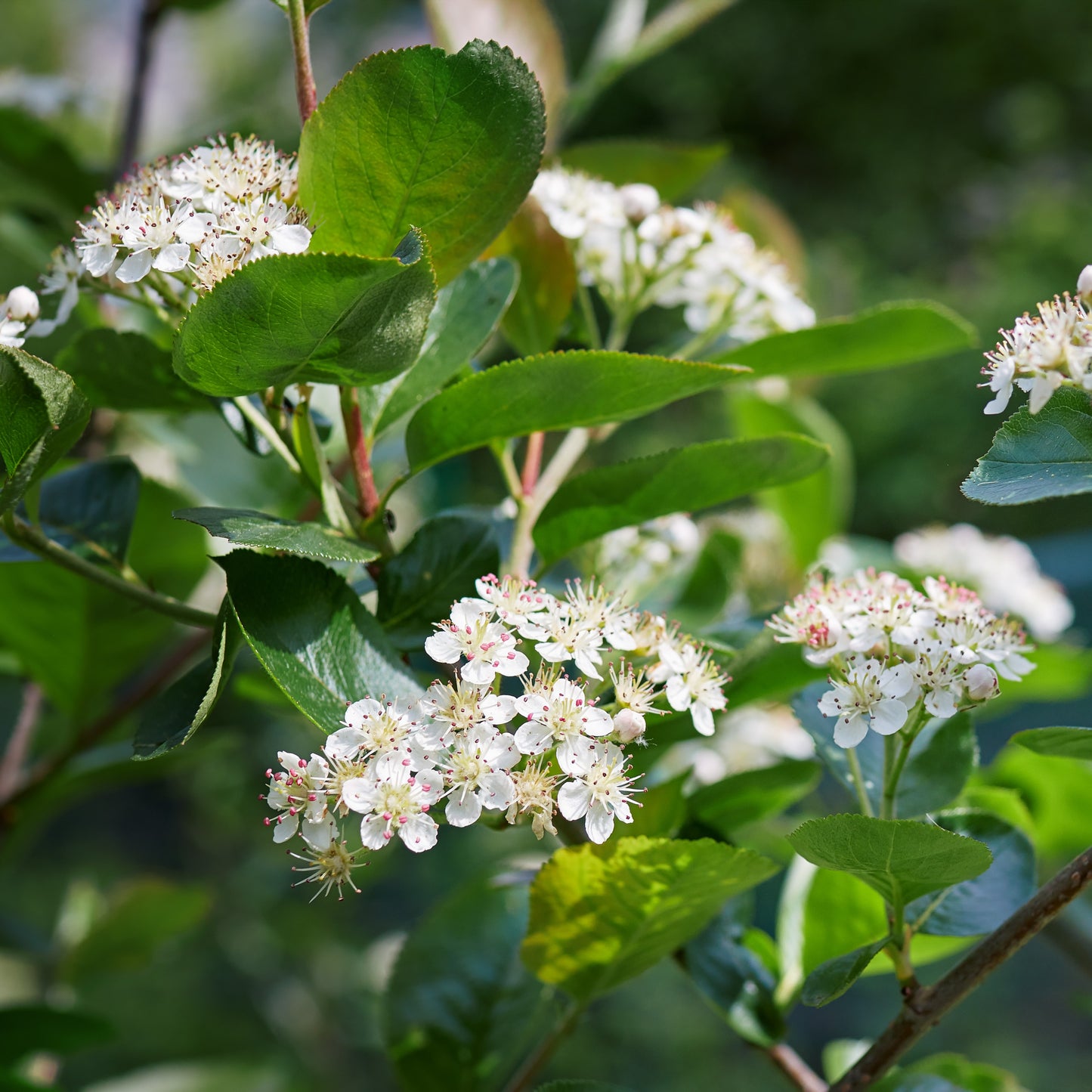 Black Chokeberry Shrub - Flowering Shrub - Buy Online at Barely Rooted