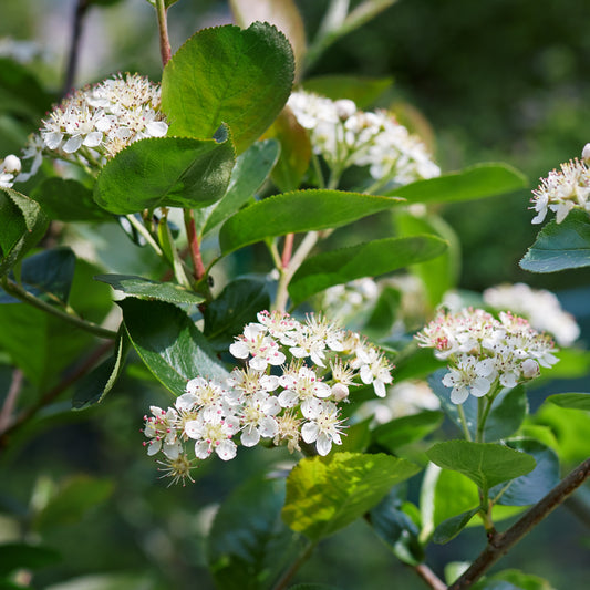 Black Chokeberry Shrub - Flowering Shrub - Buy Online at Barely Rooted