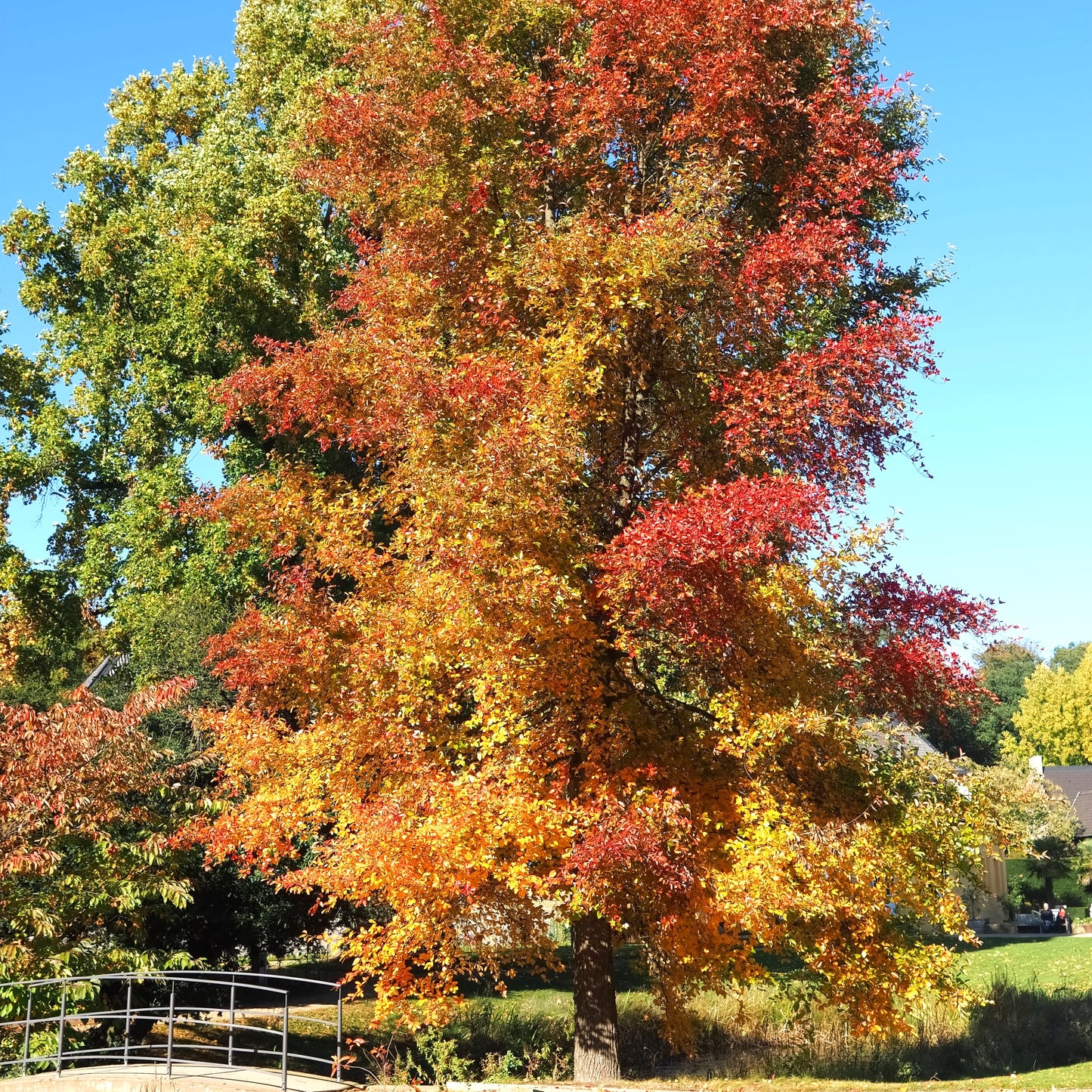 Black Gum Tree - Shade Tree - Buy Online at Barely Rooted