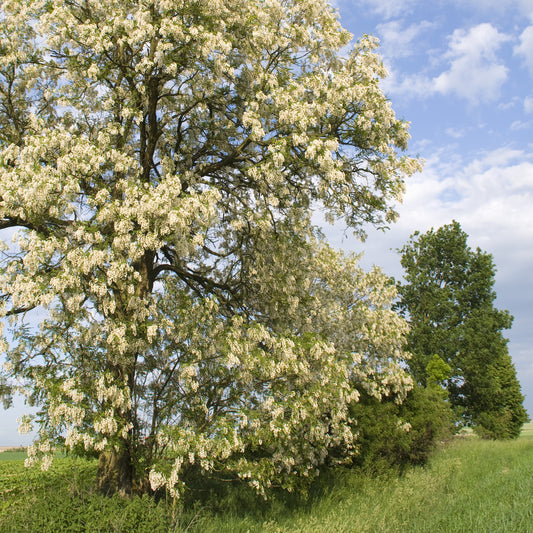 Black Locust Tree - Flowering Tree - Buy Online at Barely Rooted