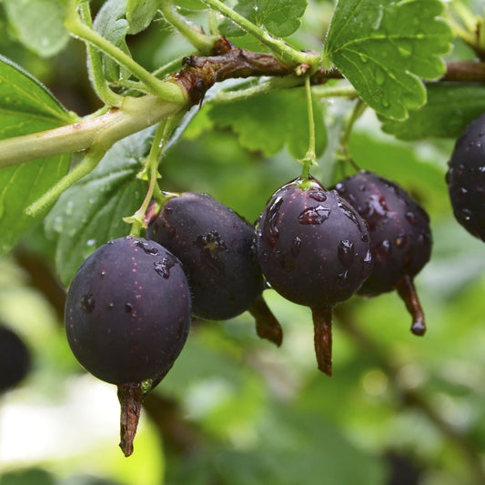 Black Velvet Gooseberry Bush - Bushes & Shrubs - Buy Online at Barely Rooted