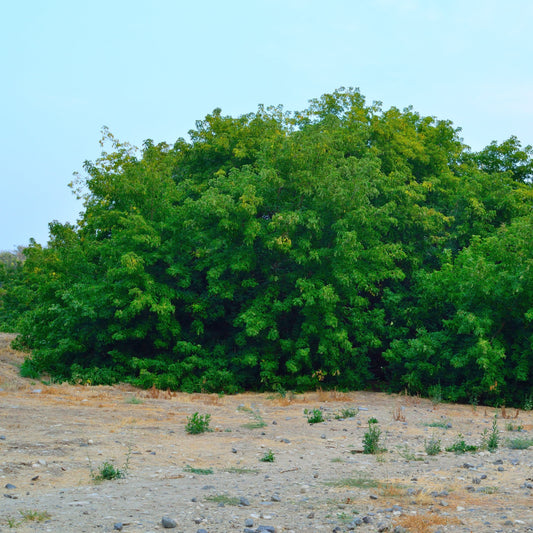 Boxelder Maple Tree - Maple Tree - Buy Online at Barely Rooted
