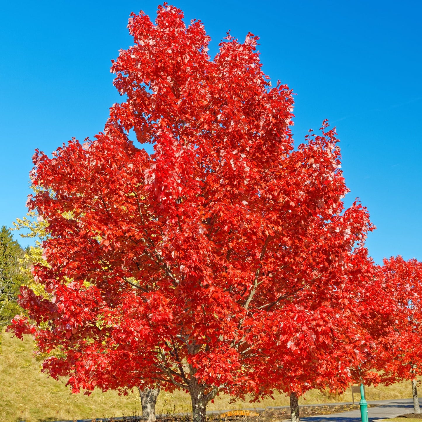 Brandywine Maple Tree