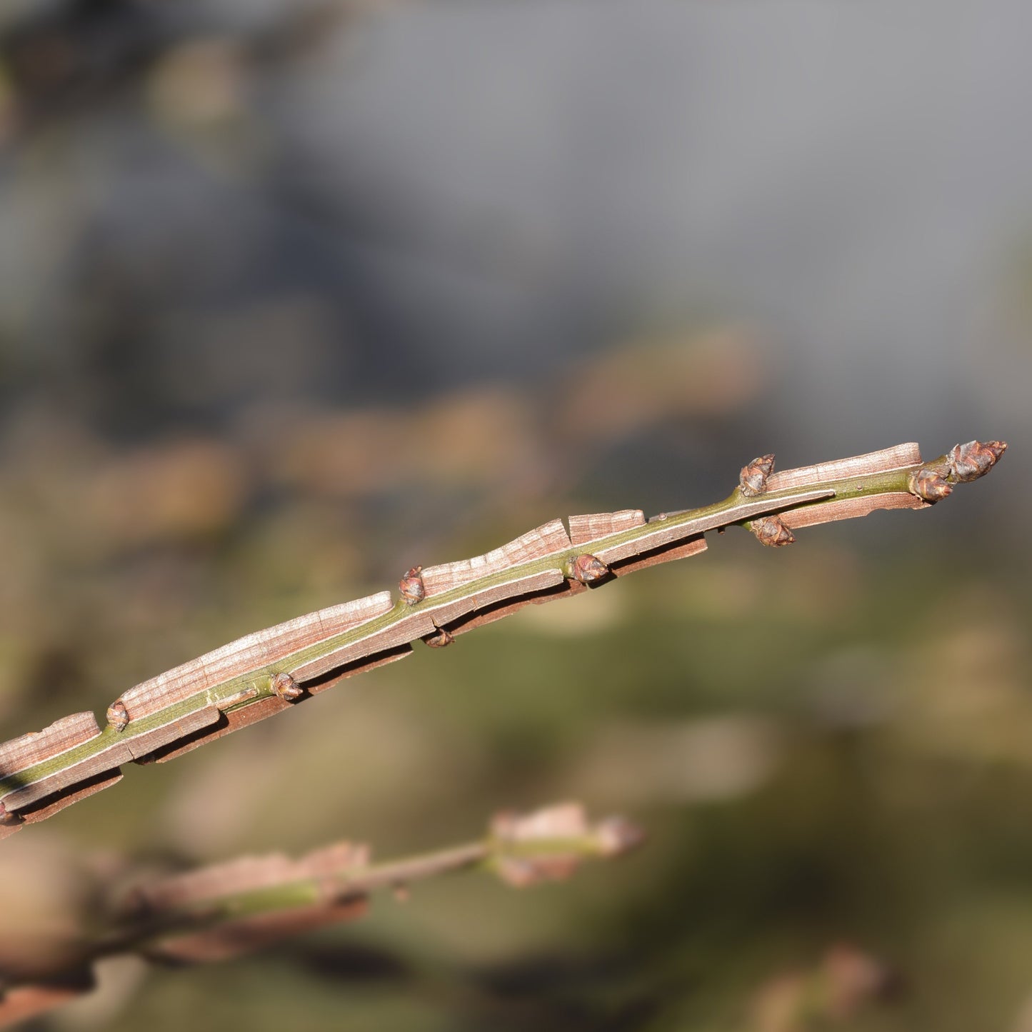 Burning Bush - Flowering Shrub - Buy Online at Barely Rooted