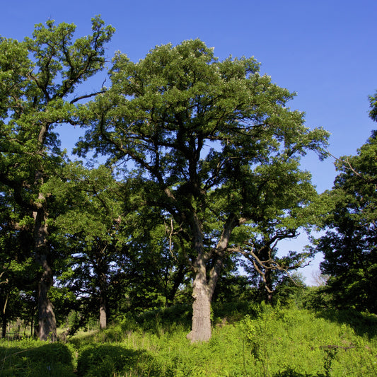 Bur Oak Tree - Shade Tree - Buy Online at Barely Rooted
