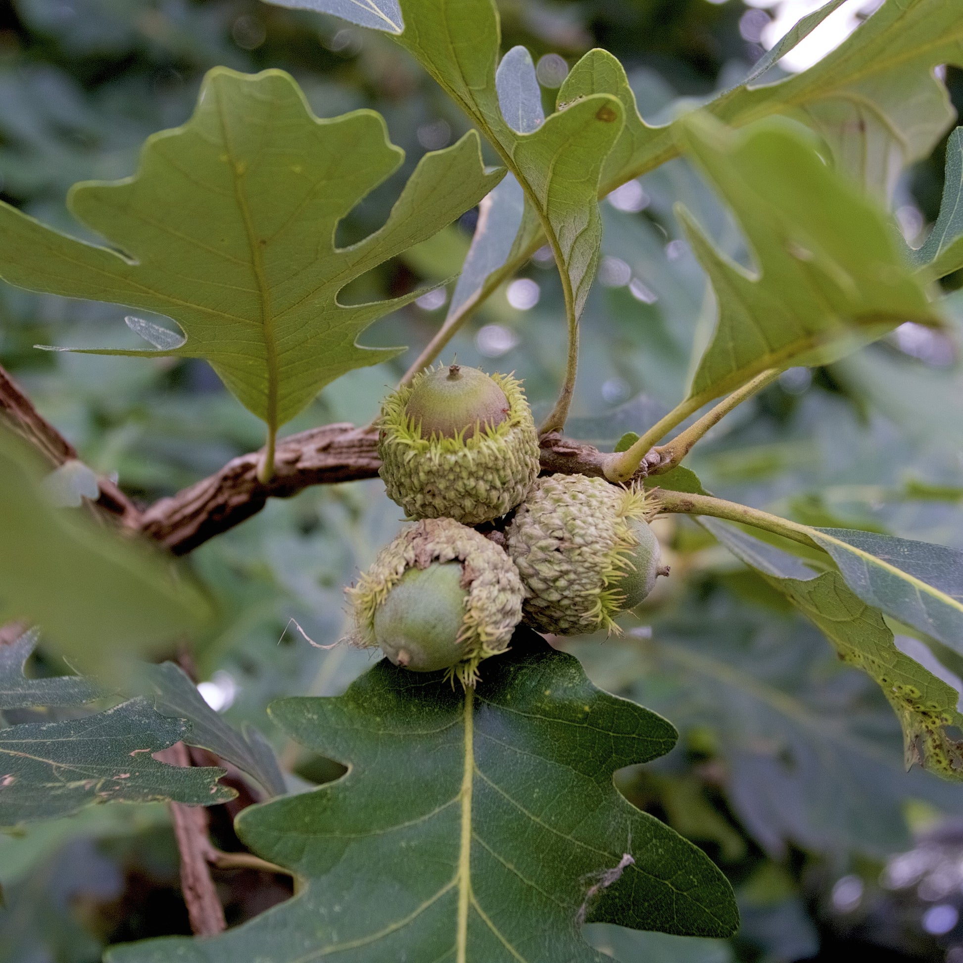 Bur Oak Tree - Shade Tree - Buy Online at Barely Rooted