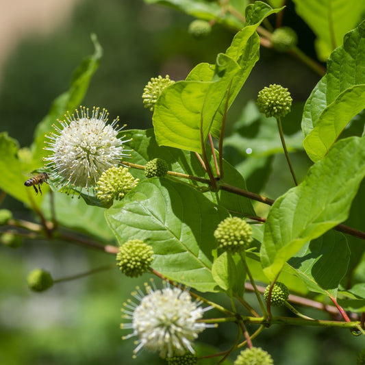 Buttonbush - Flowering Shrub - Buy Online at Barely Rooted