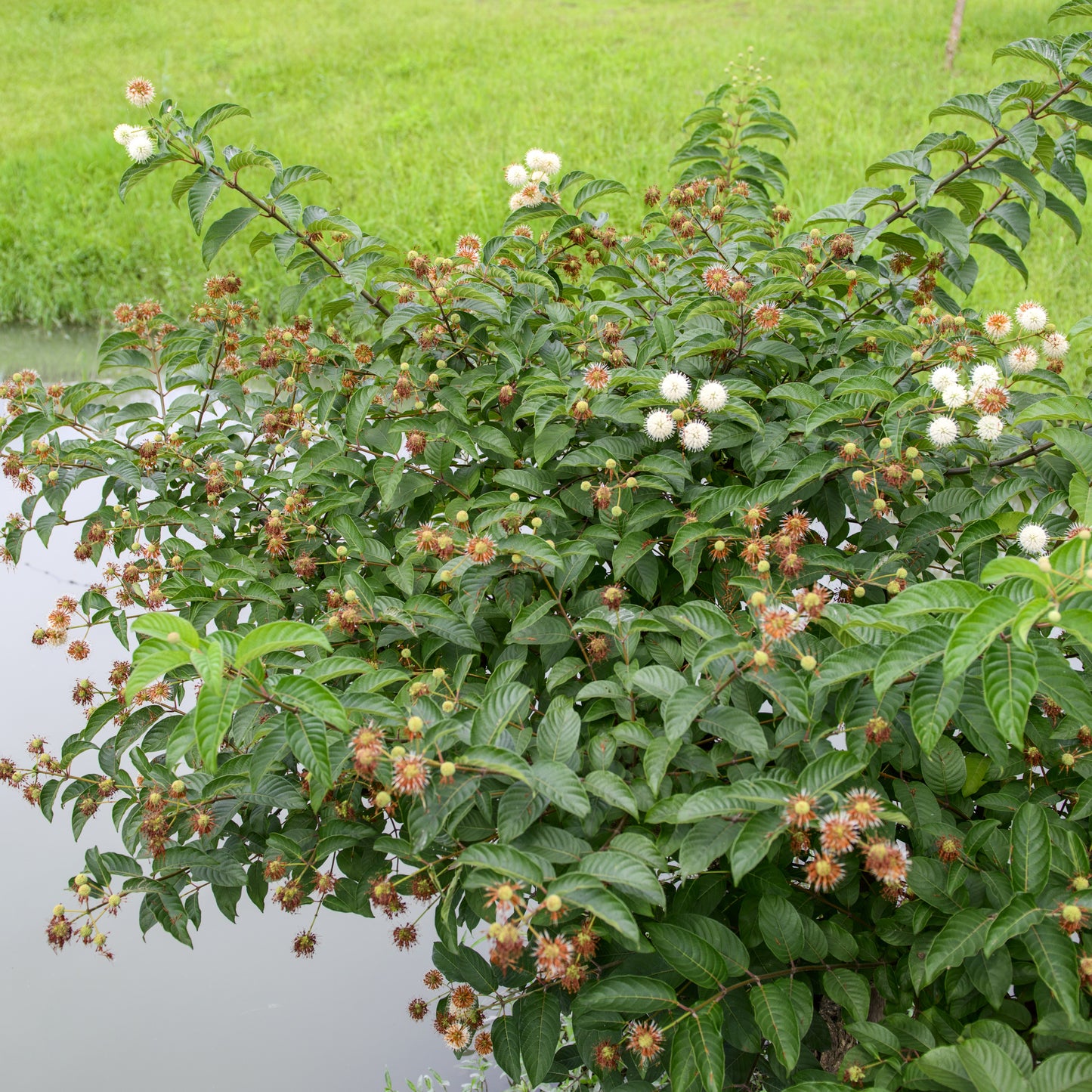Buttonbush - Flowering Shrub - Buy Online at Barely Rooted