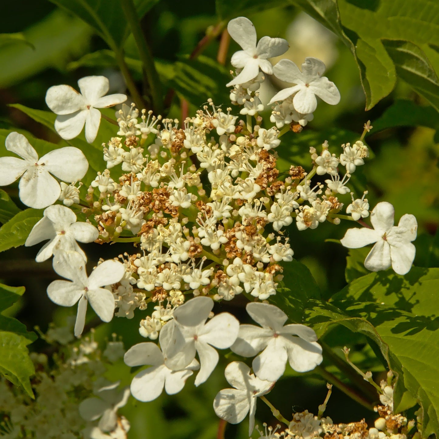 Blackhaw Viburnum Bush - Flowering Tree - Buy Online at Barely Rooted