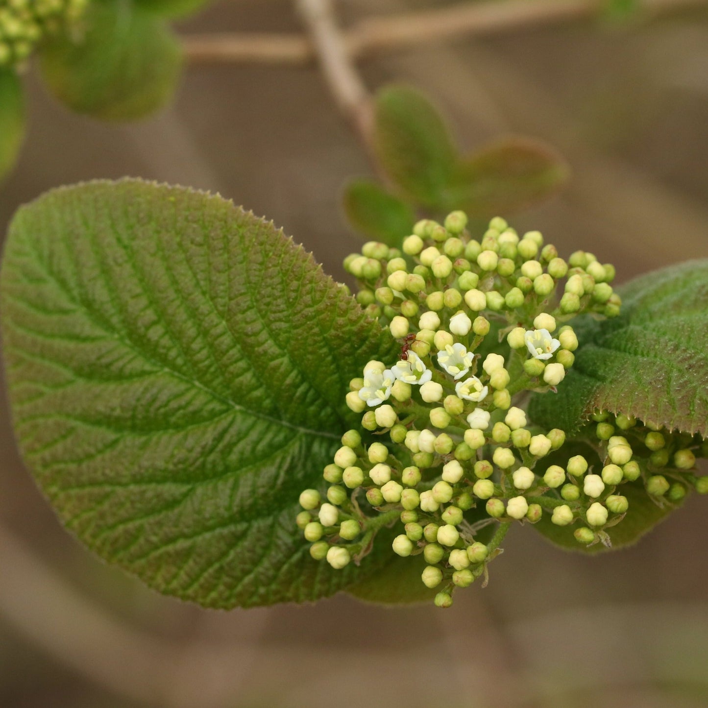 Blackhaw Viburnum Bush - Flowering Tree - Buy Online at Barely Rooted