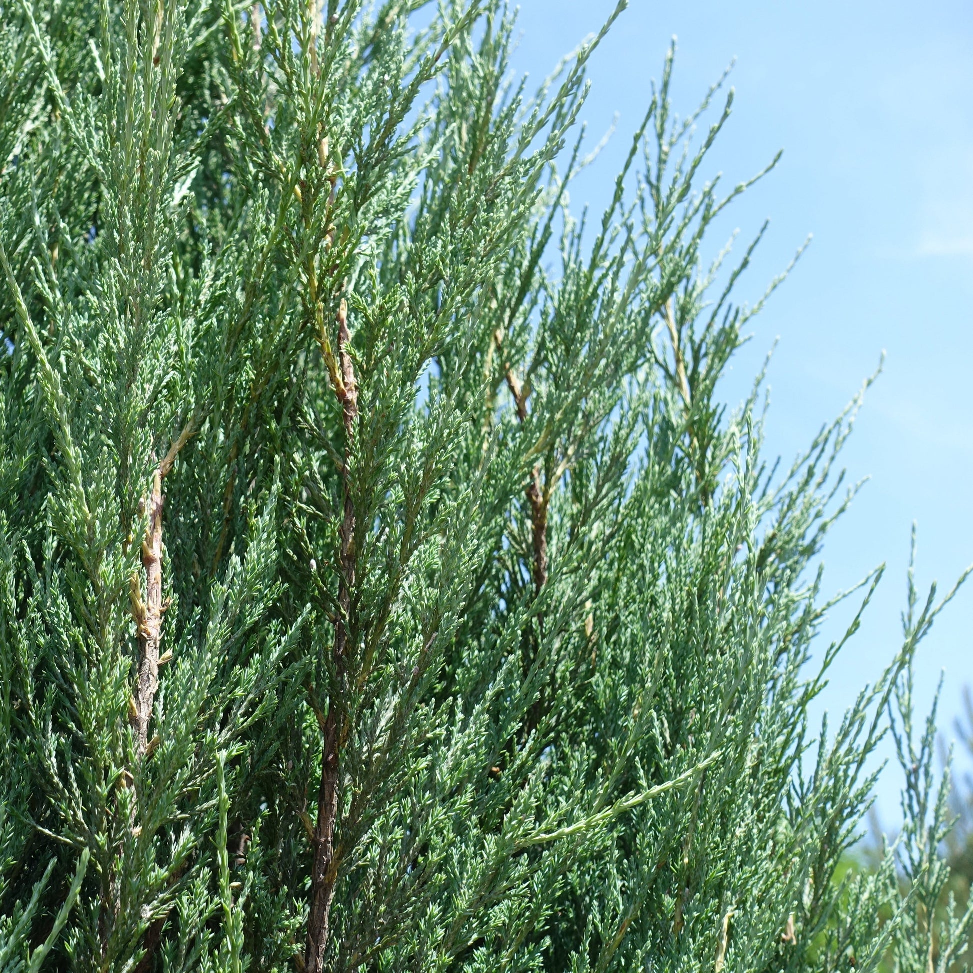 Brodie Eastern Red Ced - Evergreen - Buy Online at Barely Rooted