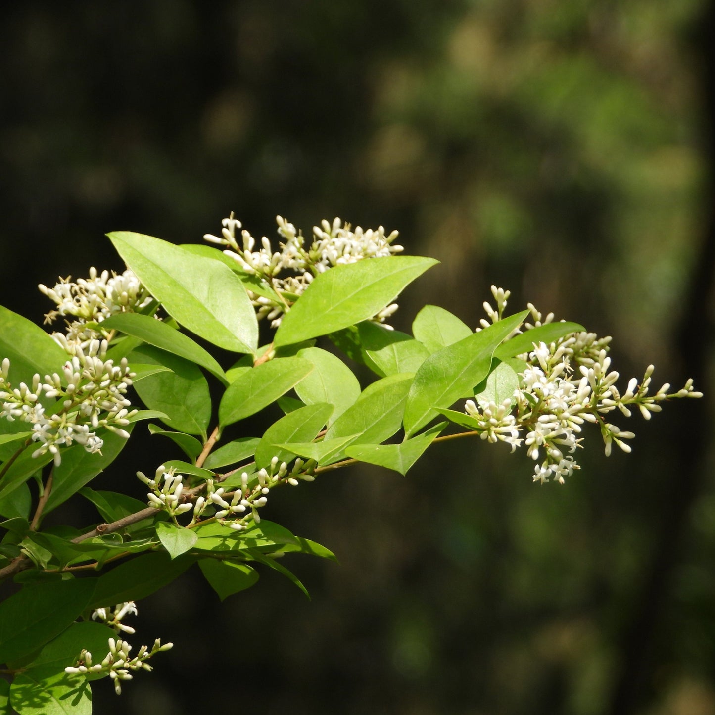 California Privet Hedge - Flowering Shrub - Buy Online at Barely Rooted
