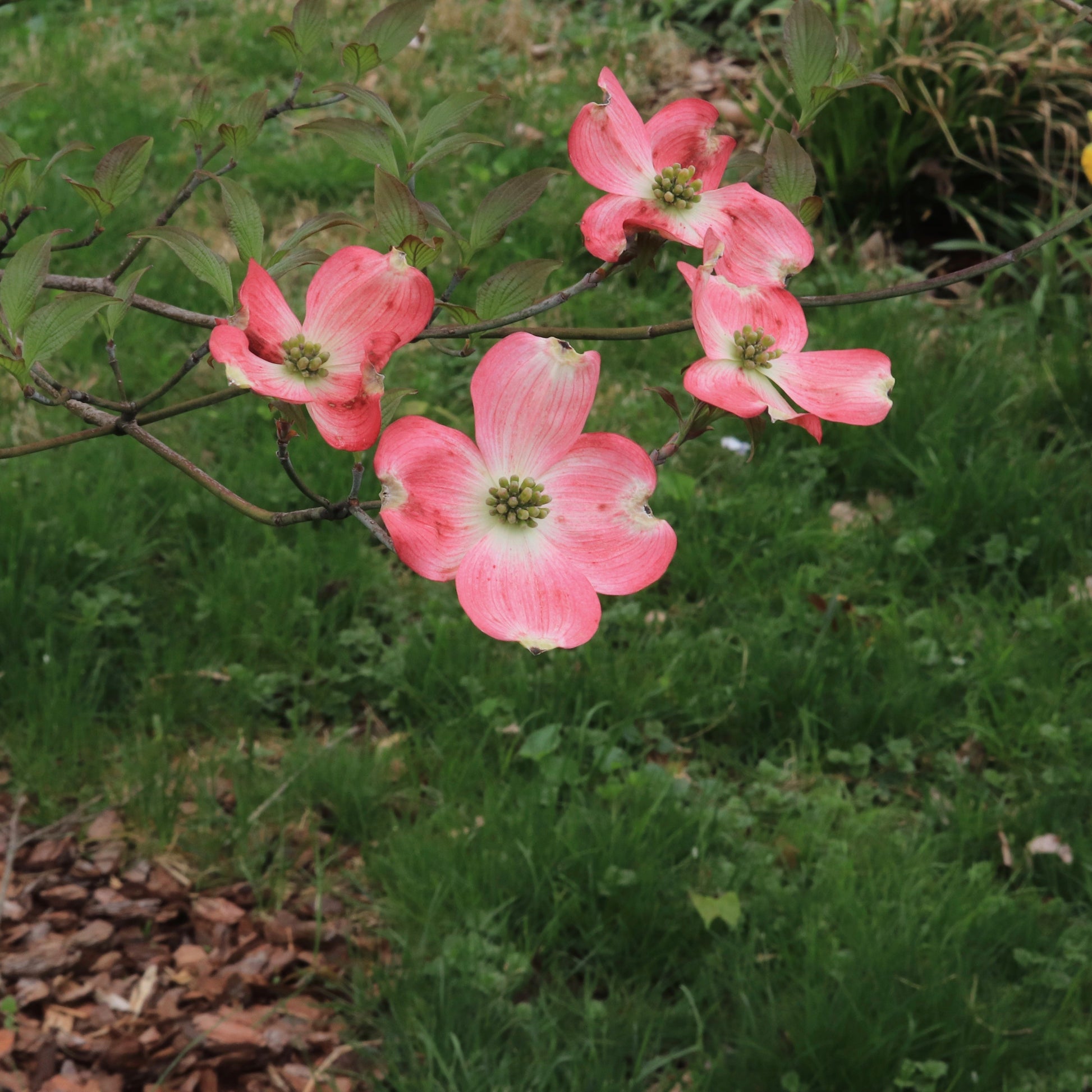 Cherokee Chief Dogwood Tree - Flowering Tree - Buy Online at Barely Rooted